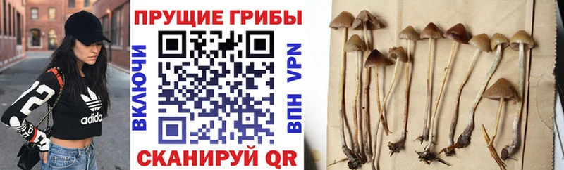 Галлюциногенные грибы мицелий  закладки  Тюмень 